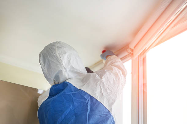 Best Basement Mold Removal  in White Oak, OH